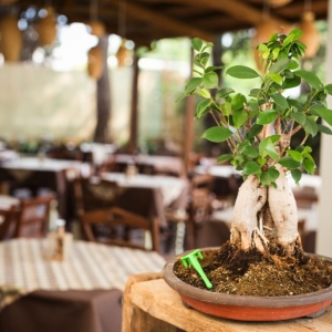 Filo d'olio Ristorante Perugia Filo d'olio Ristorante Perugia